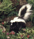 Skunk Puppet